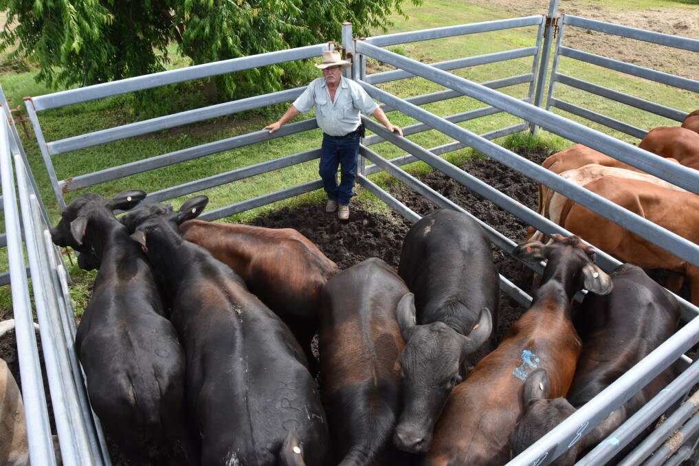 Greg Boto added 22 heifers, cows and steers to his Nebo station yarding. Picture: Steph Allen