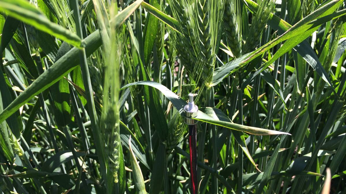 Zim-probe on a flag leaf in wheat
