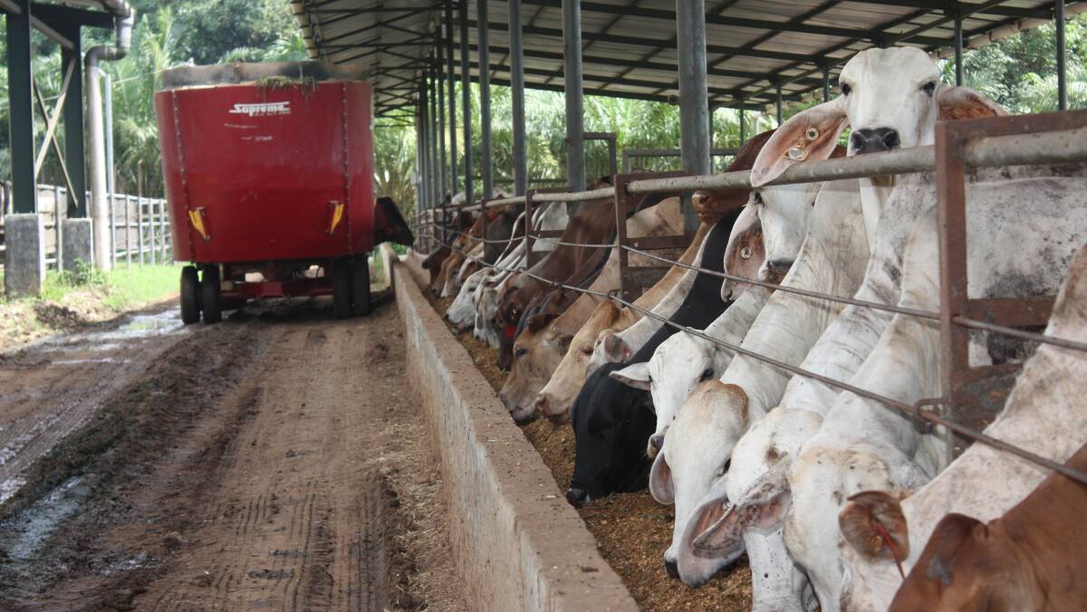 Elders' Indonesian feedlot fattened about 12,700 feeder steers last financial year for an average of 120 days before they sold at markets in Java and Sumatra or were sent to the company's Bogor abattoir.  