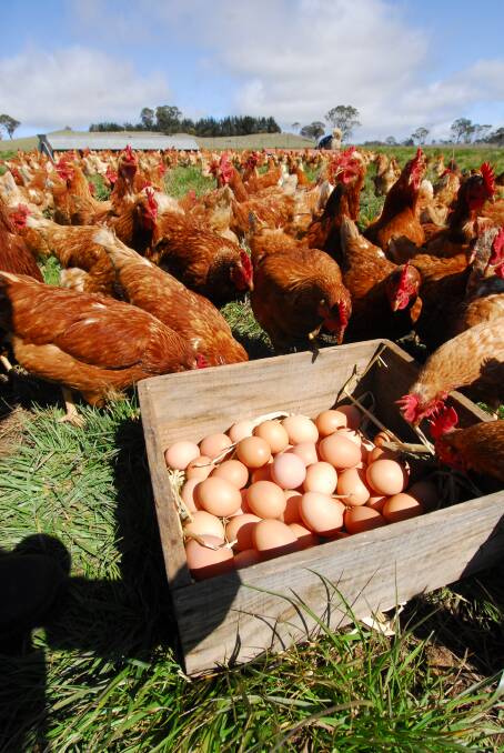 The RSPCA wanted a much tougher maximum definition for free-range egg production set at no more than 1500 birds a hectare, or up to 2500 if a regular paddock rotation system exists.