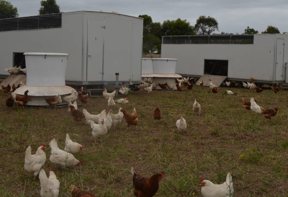 The free-range industry’s share of total egg consumption in Australia has doubled in the past decade to about 40.7pc.
