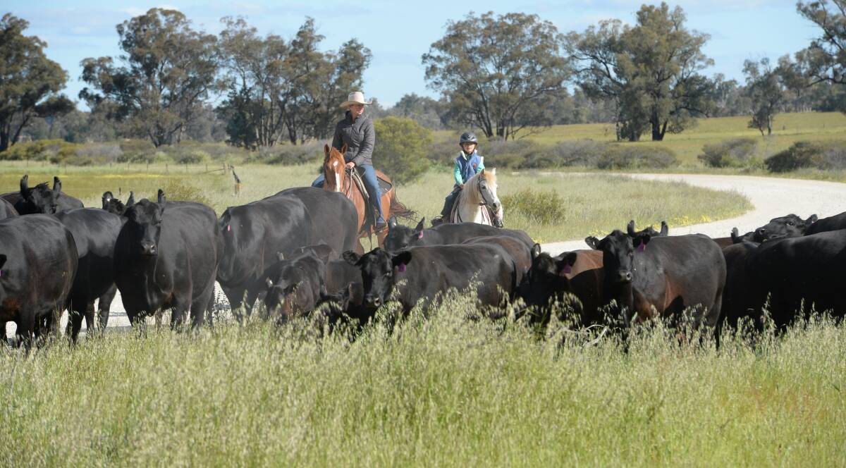 A good season and above average inflows into cattle producer bank accounts, plus general balance sheet rebuilding have been features of the past 12 months for many farming family businesses. 