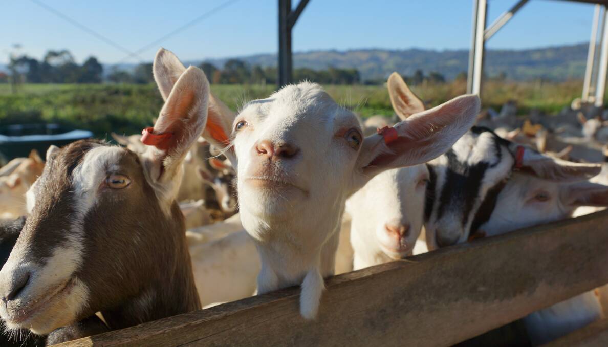 Bubs Australia is set to buy Australia's biggest goat milk products business, NuLac Foods, which sources milk from 6500 goats in Victoria and New Zealand.