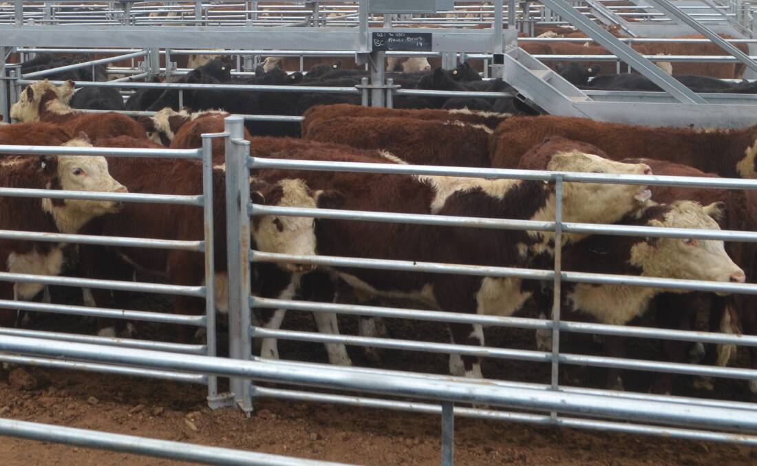 Wellard’s first live cattle shipment for China