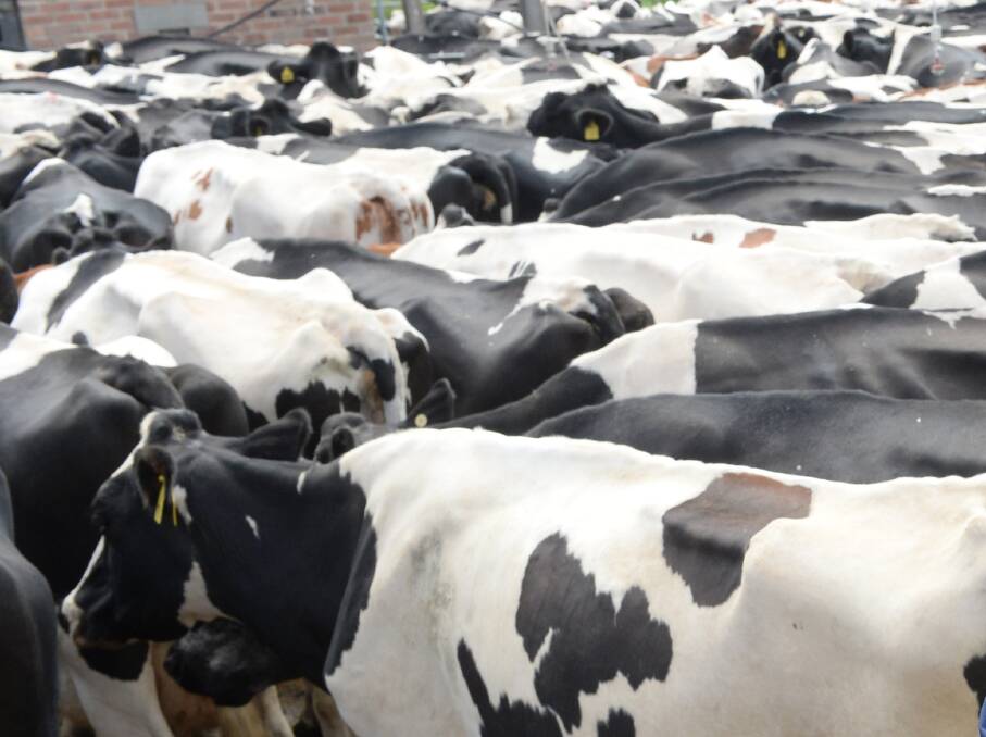 Ruralco says certain preparation and isolation procedures within its live dairy heifer supply chain were apparently not adequately followed, resulting in Bovine Johnes Disease being detected in stock exported to Japan.