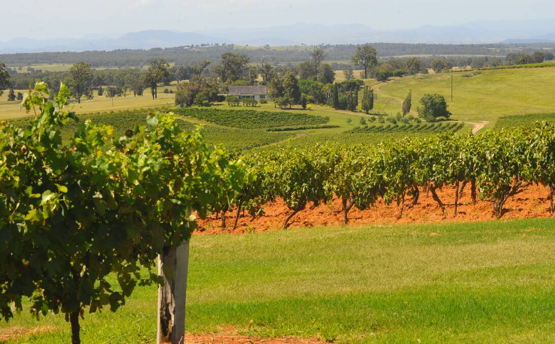 Australian Vintage Limited grew from McGuigan Wines in the NSW Hunter Valley to become one of Australia’s largest vineyard owners and winemakers, crushing approximately 10 per cent of national production. 