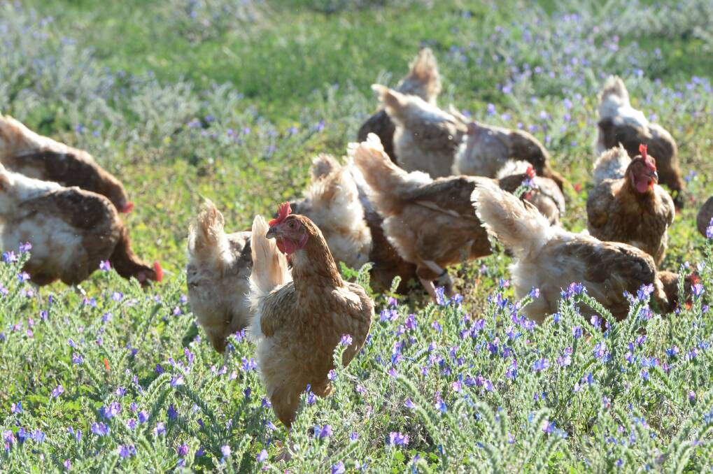 Ellerslie Free Range Farms expects to expand cage-free egg production as a result of the family joint venture with PSP Investments. File photo.
