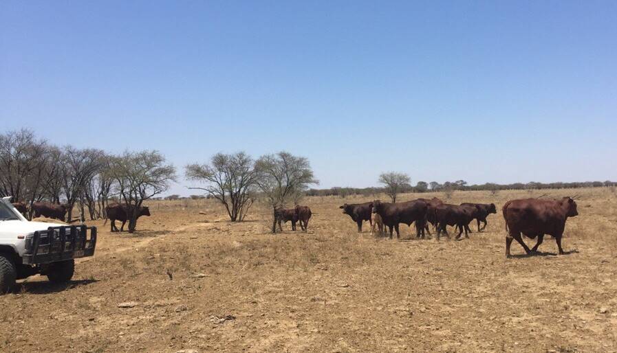  The same type of cattle on the property near Nelia after the missing heifers were reported stolen. Photo: Cloncurry Stock Squad. 