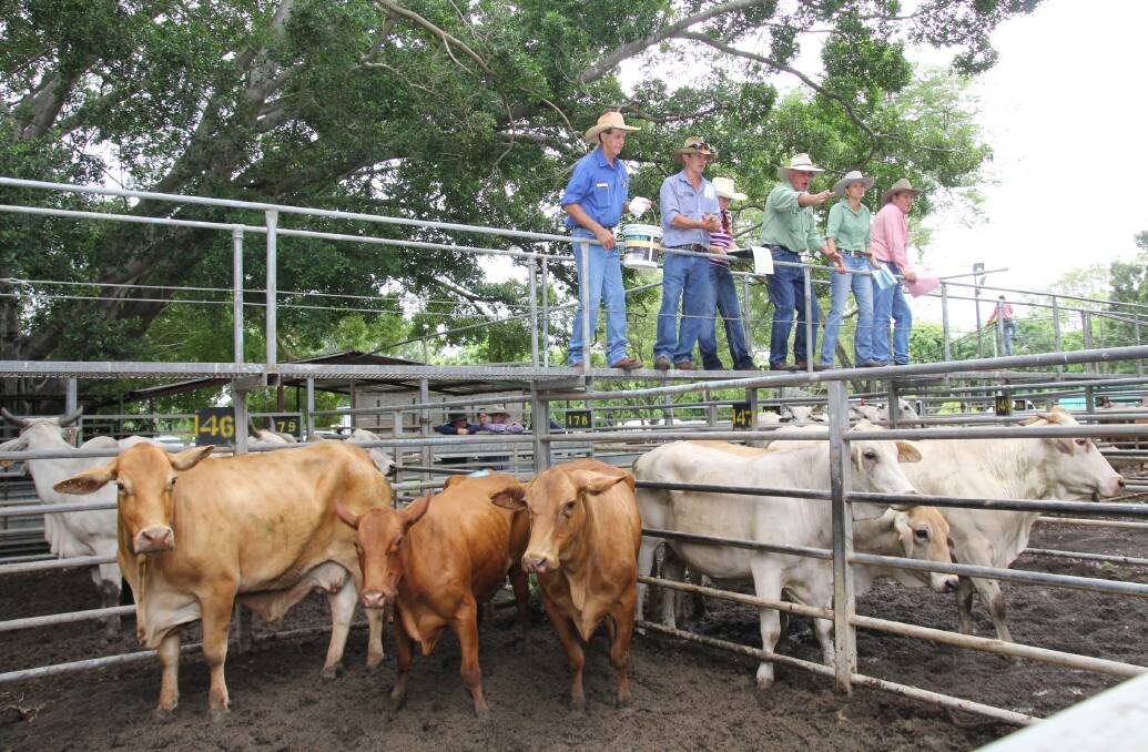 Livestock agents in action at the first Mareeba Sale for 2017.