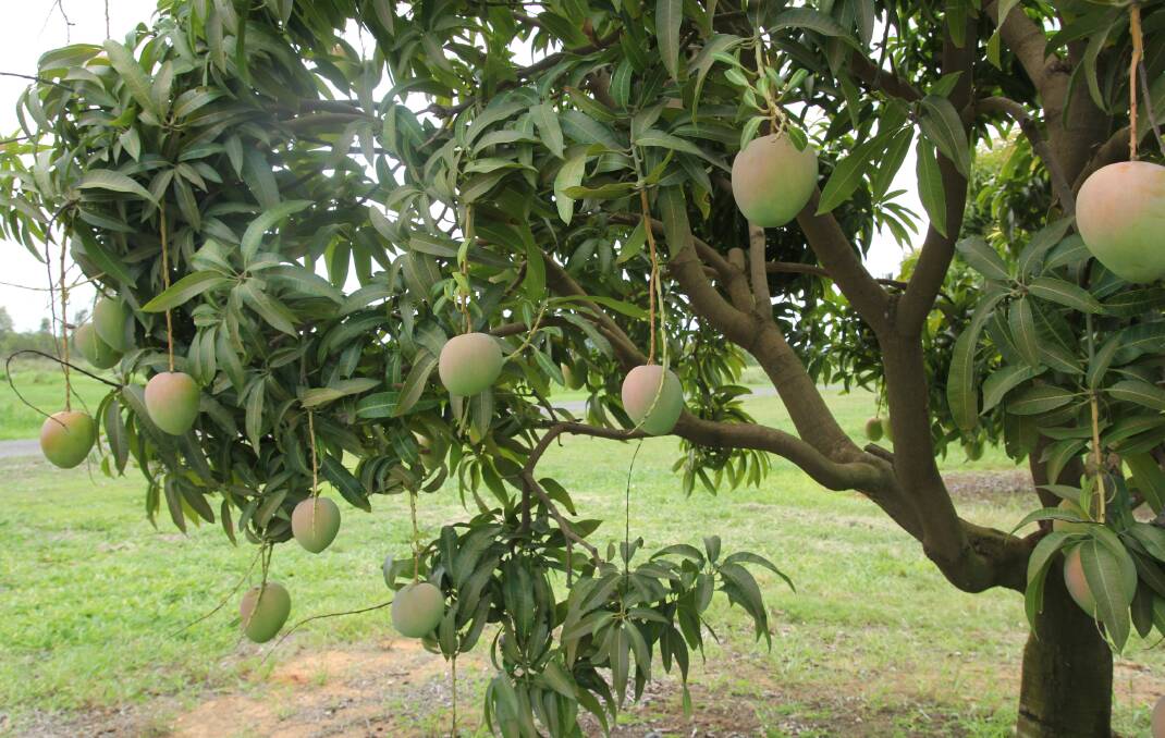 The Mareeba-Dimbulah mango harvest will be in full swing next week.