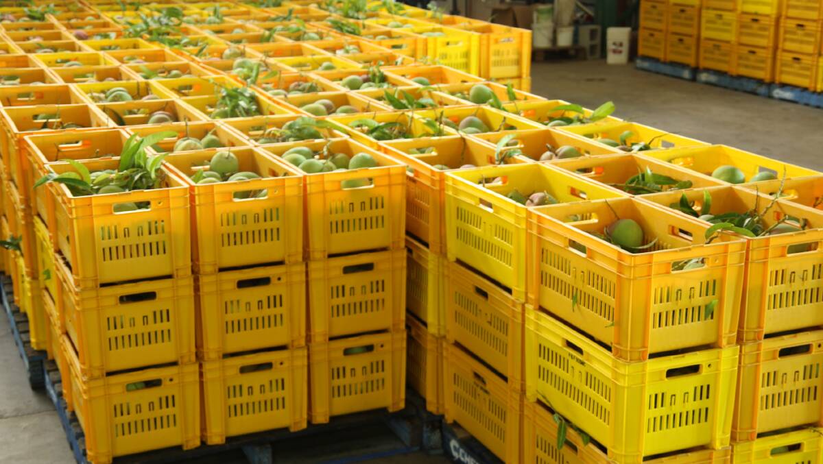 Mareeba mangoes will again be exported to America this year following the success of the first shipments last year.