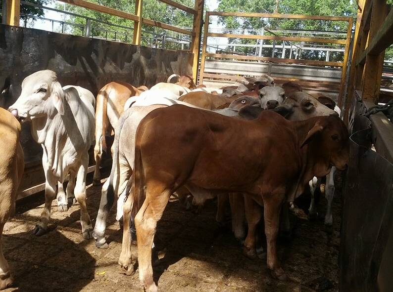This mob of 27 yearling steers under the account of White River achieved 330.2c/kg and weighed 162kg.