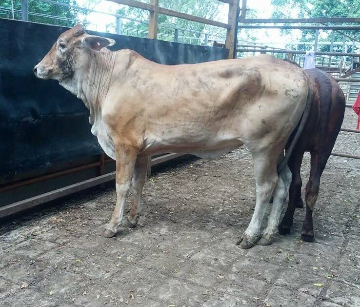 Cows from the Lotus Glen Prison Farm achieved top money of 243.2c/kg and weighed 362kg.
