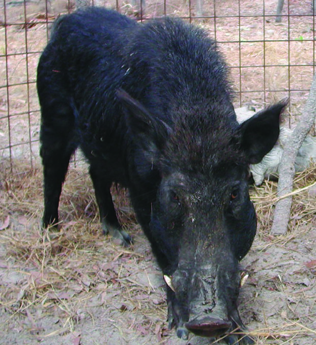 A new publication which aims to assist banana growers control feral pigs has been launched. Photo DAF.