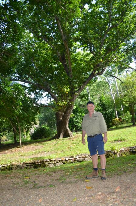 Cook Shire Council parks and gardens manager Jim Doidge stands in front of a 30m high beach almond in the Cooktown Botanic Gardens, one of two entries in the National Register for Big Trees.