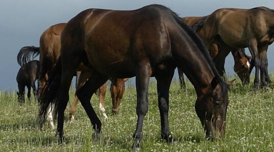 Hendra Vaccine: Veterinarians have expressed concern about treating ill horses of unknown Hendra status.