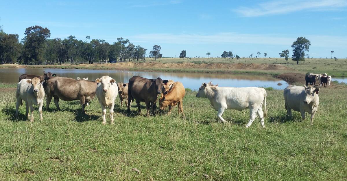 Murray Grey cross Tuli cows with calves soon to be weaned on S Kidman and Co's Rockybank at Roma.