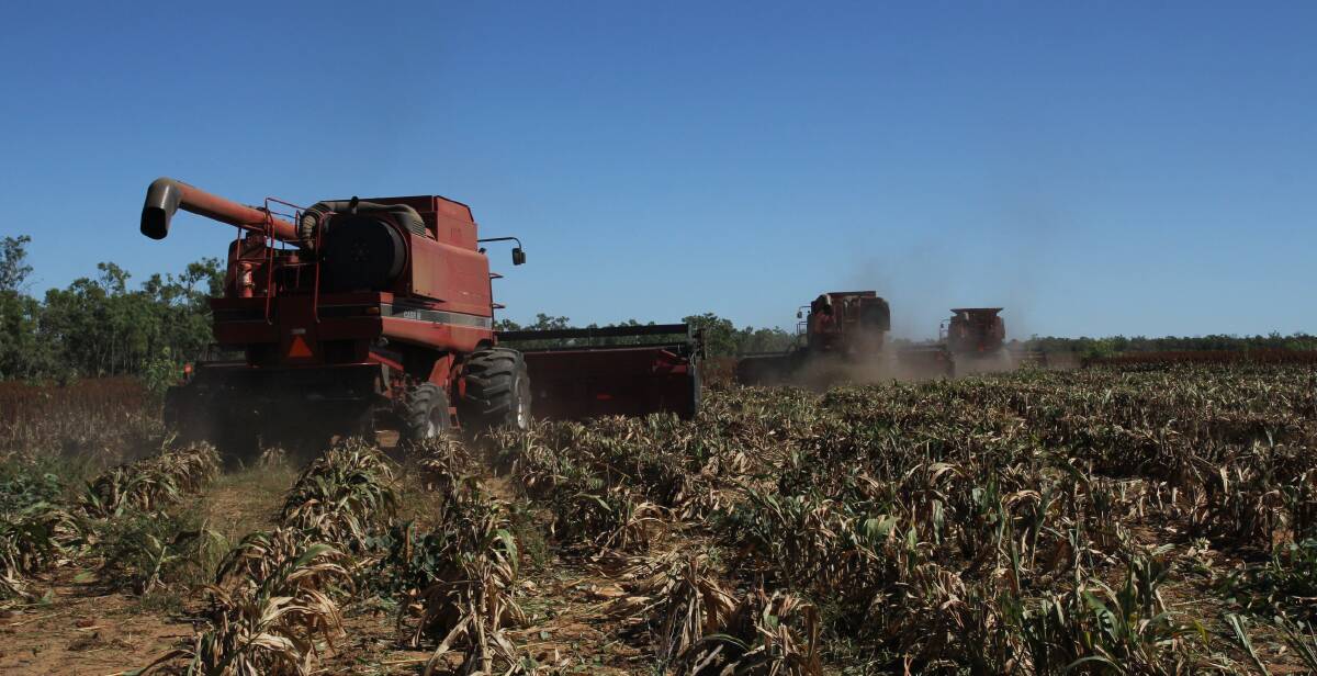 New Industry: Harvest is underway on Strathmore's grain sorghum crop. Silage is kept for the cattle with grain sold to the Tablelands to the poultry and dairy industries.