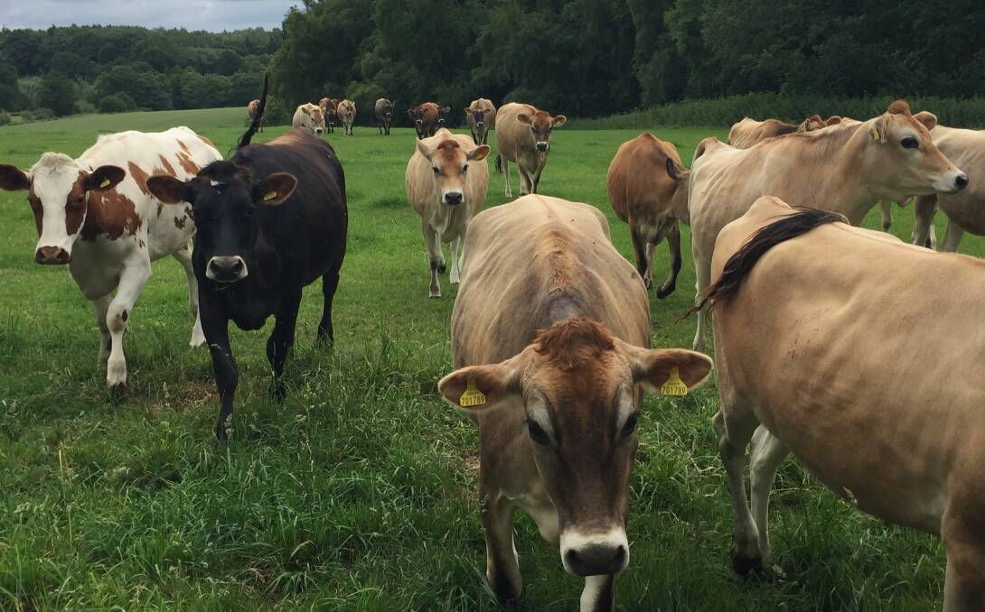The Queen's cows.