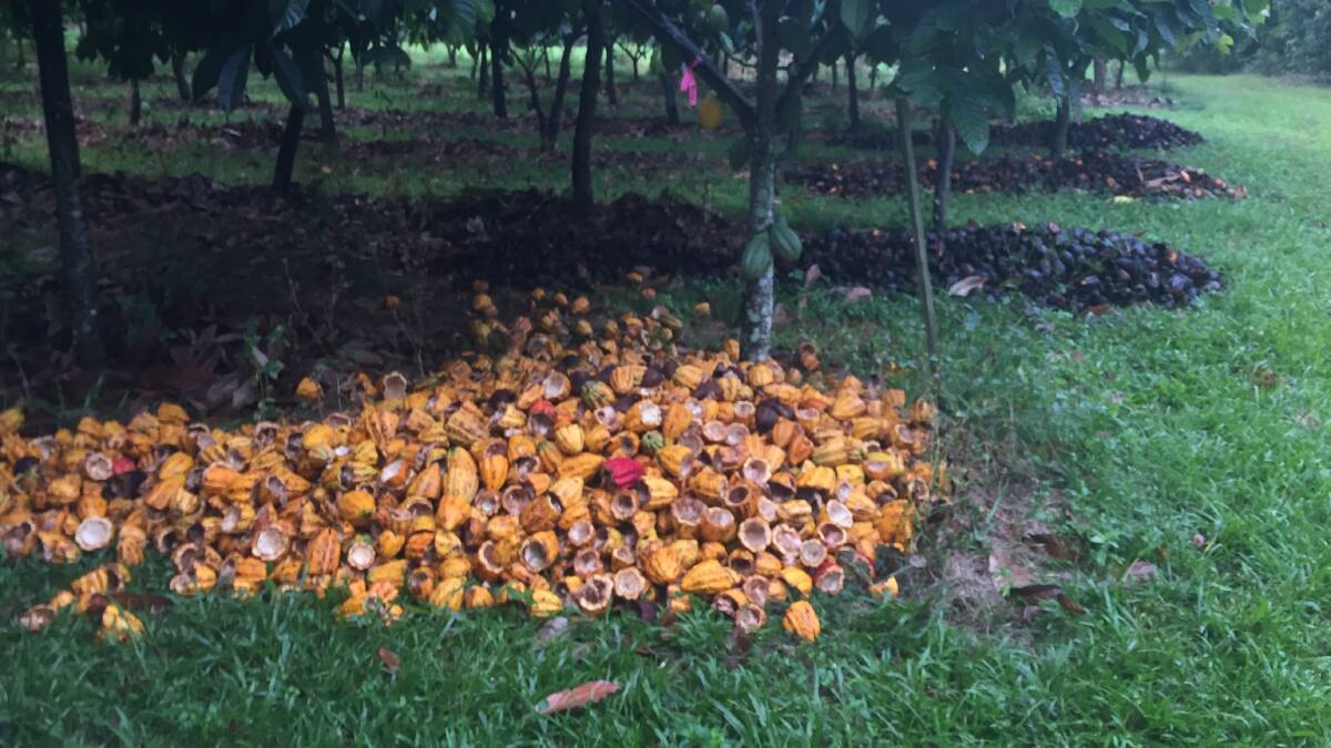 Cacao husks placed under the trees have found to help pollination rates and increase the abundance of predators that may help control pests. 