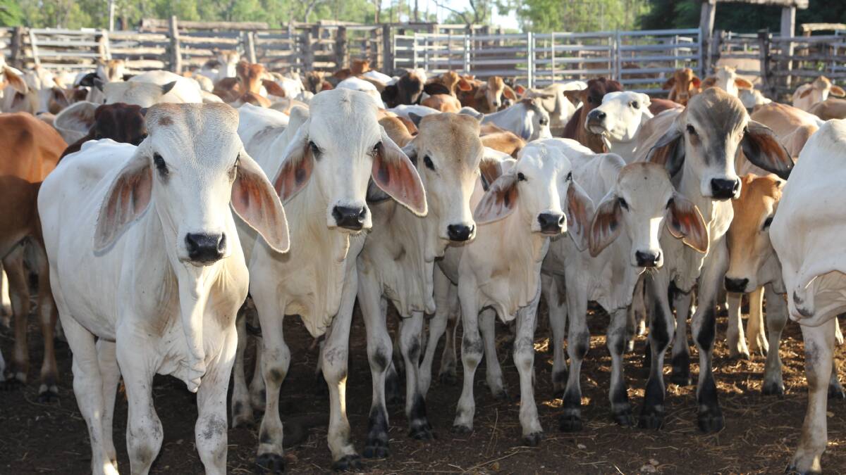 Rabobank delivers latest beef market update