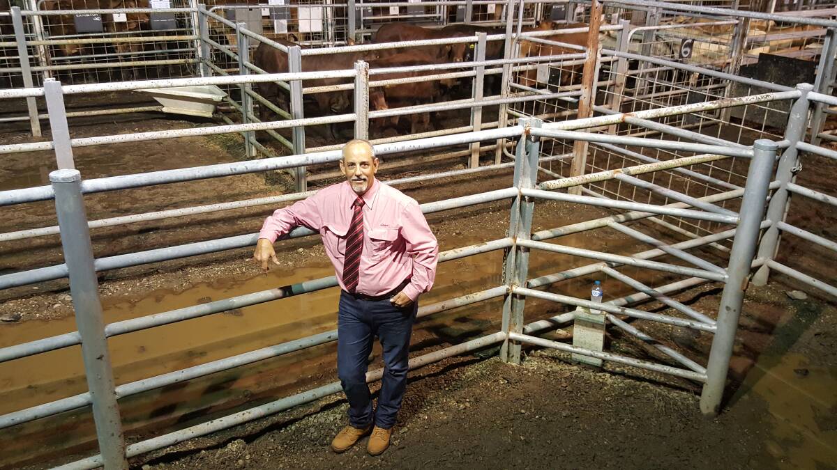 Elders' Mark Peters called his 25th consecutive Cairns Show prime beef auction last week.