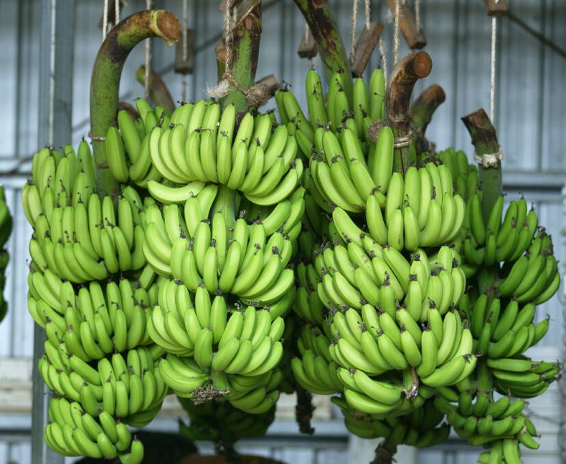 Banana growers will swap the farm for the bright lights of Sydney in June for the industry's biennial congress.