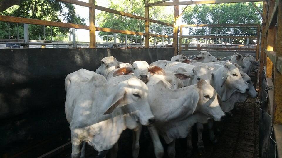 This mob of 16 heifers under the account of D McPaul achieved 317.2c/kg and weighed 294kg.