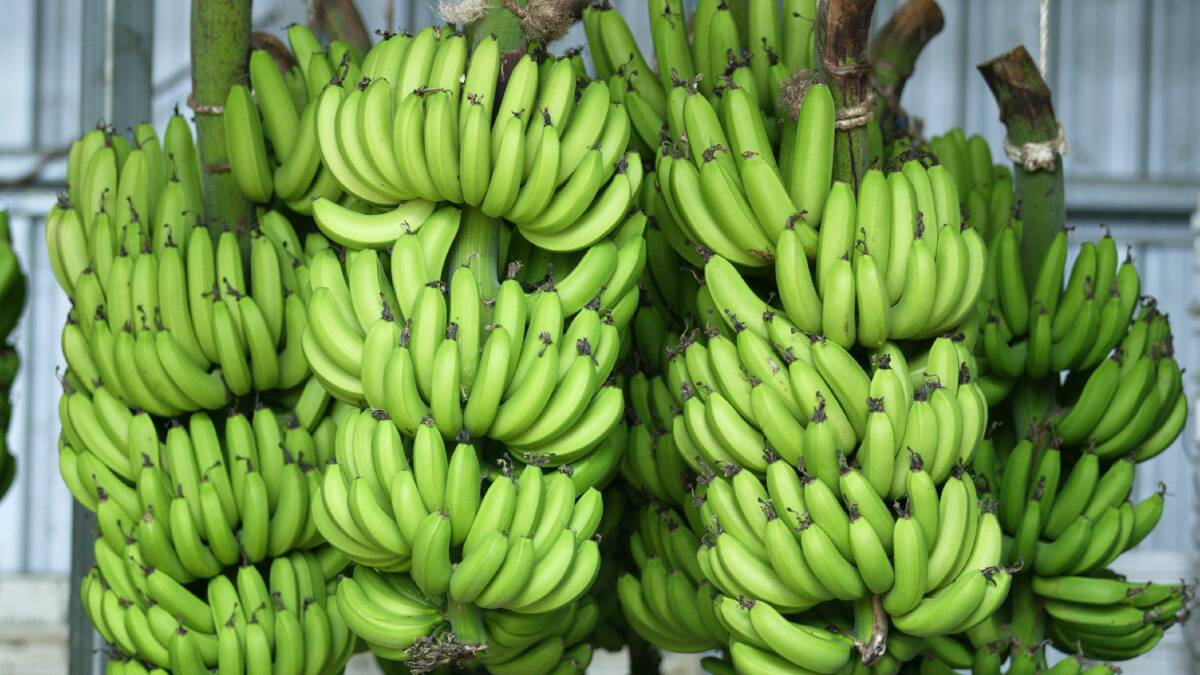 Little impact from TC Debbie expected on banana industry