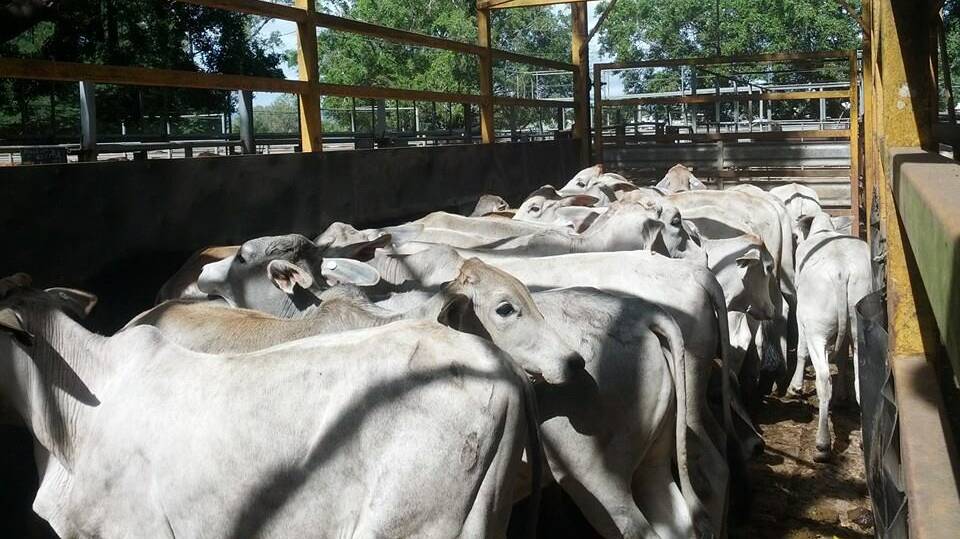This mob of 24 steers under the account of Southedge Daintree achieved 323.2c/kg and weighed 216kg.