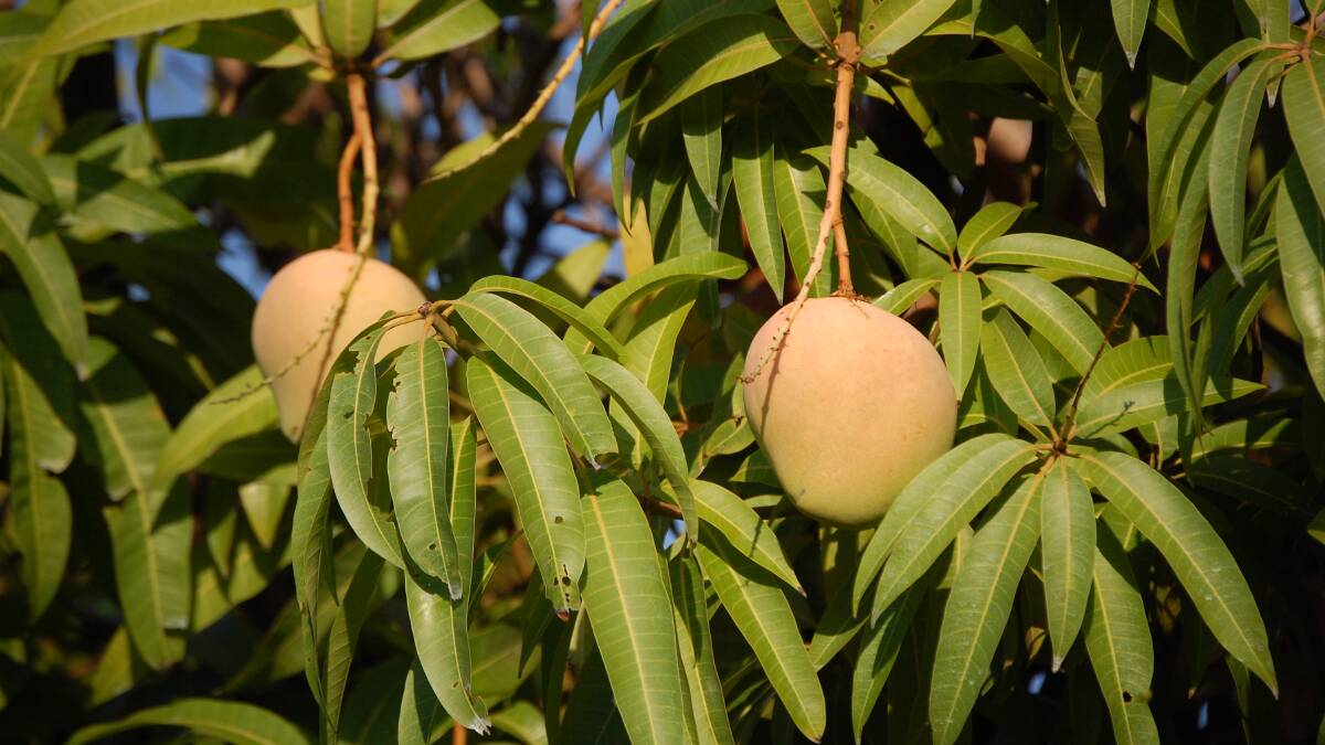 National mango harvest wraps up