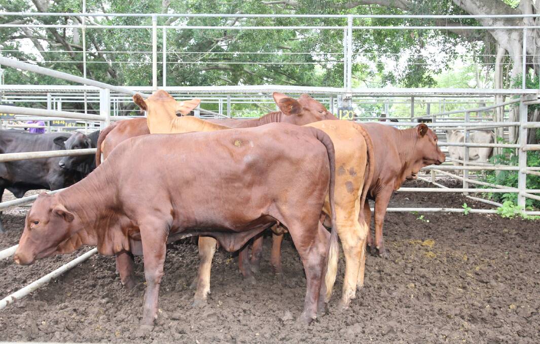 A pen of 11 Droughtmaster heifers were top sellers at Tuesday's first Mareeba Sale for 2017.