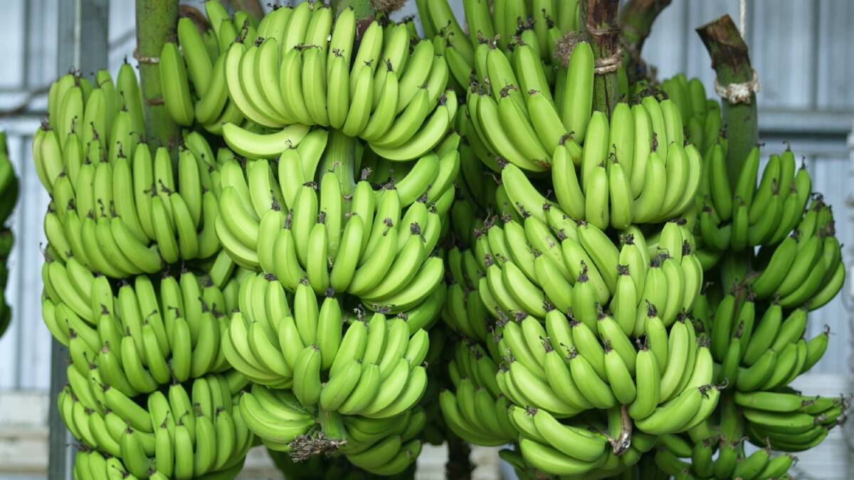 The Future: A workshop in South Johnstone next month will give banana growers an opportunity to have a say about the strategic direction of the industy's levy money.