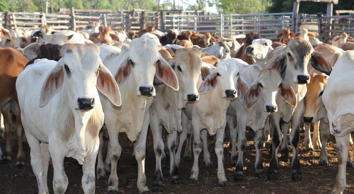 Renewed Hope: Stakeholders on Cape York are working hard to resurrect the live export trade out of Weipa, with efforts currently underway to source cattle to fill a boat bound for the Philippines later this year.