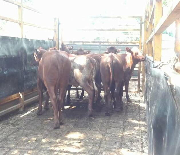 Tops of the store heifers under the account of Greg and Christine Lloyd, Lake Barrine, returned 274.2c/kg and weighed 317kg.

