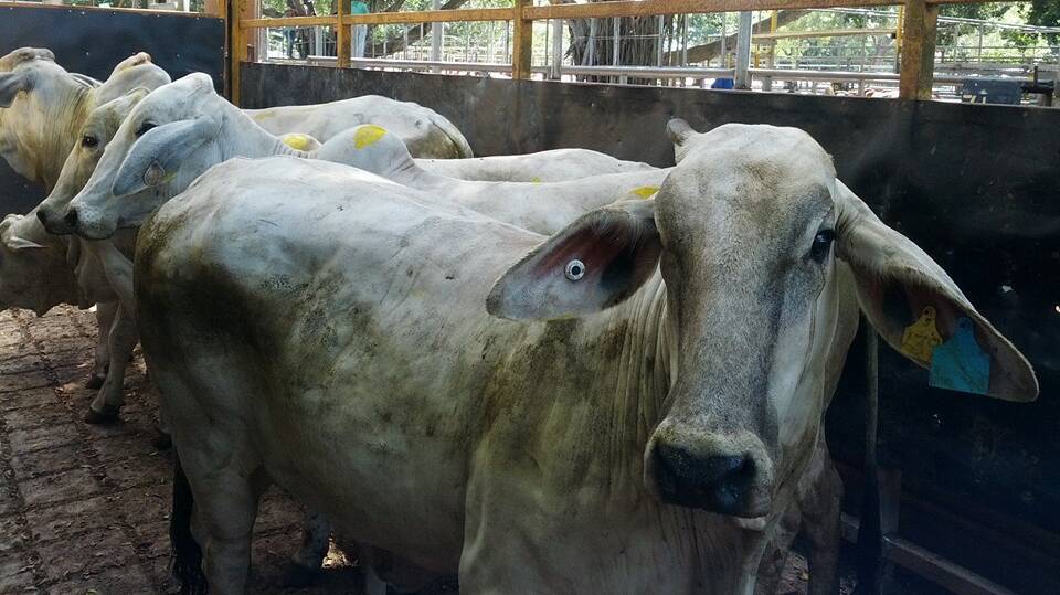 Best cows under the account of Tajiri Brahmans achieved 180.2c/kg and weighed 521.7kg at the weekly Mareeba Sales.