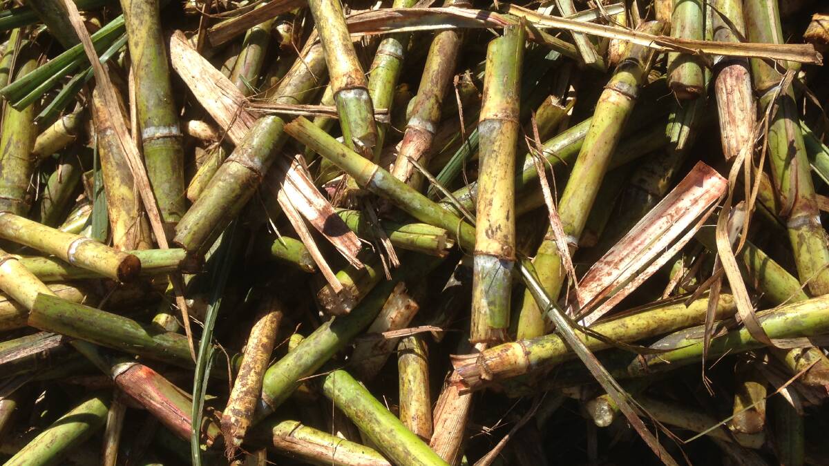 The region's sugar cane crush is progressing, with most mills eyeing off completion between mid November and end of December.