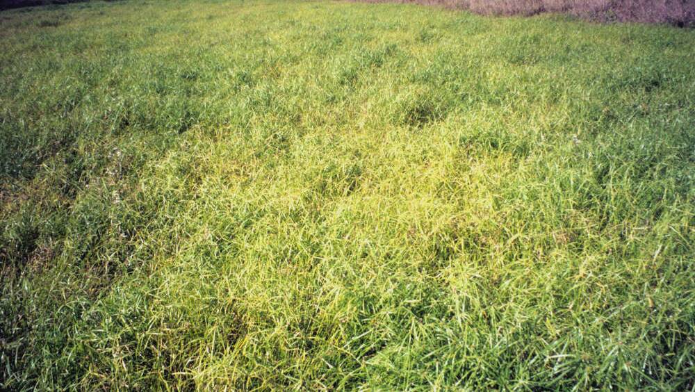 A paddock infected with navua sedge.