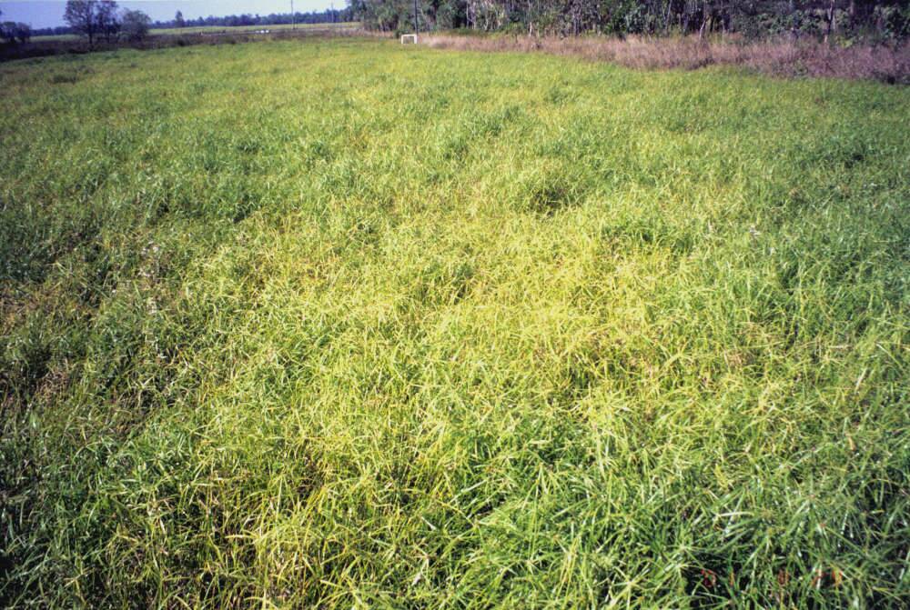 The spread of navua sedge on the Atherton Tablelands and ways to combat it will be discussed at an information day in Malanda on Tuesday.