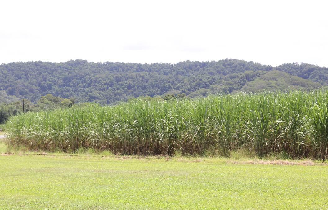 Cane growers recognised at Mossman Mill awards