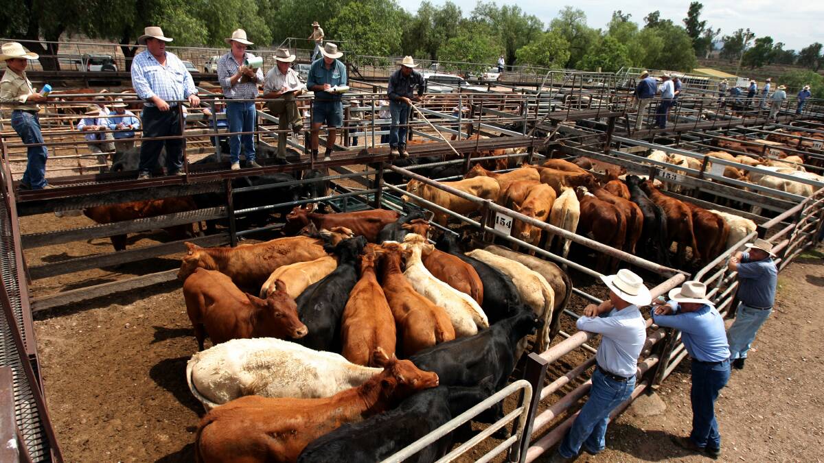 Historically low cattle availability combined with recent widespread rain to most key producing regions had seen an extraordinary surge in cattle prices.