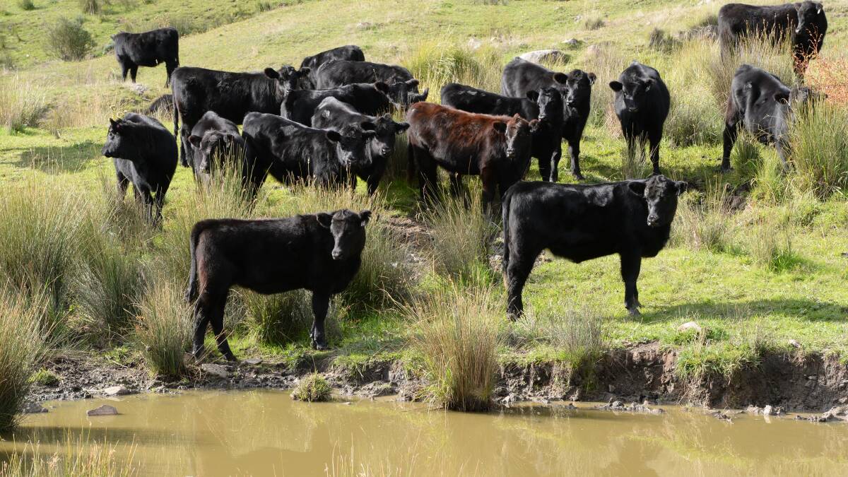 Angus breeders look to protect their commercial advantage