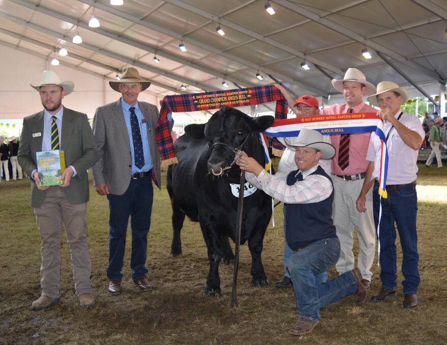 Grand champion bull in the Angus ring went to Carabar Docklands L36, led by Glen Waldron, with owner Darren Hegarty behind. Also pictured are Shannon Lawlor, International Animal Health Products, judge Peter Collins, Elders' Josh Crosby and James Laurie, Knowla Angus.