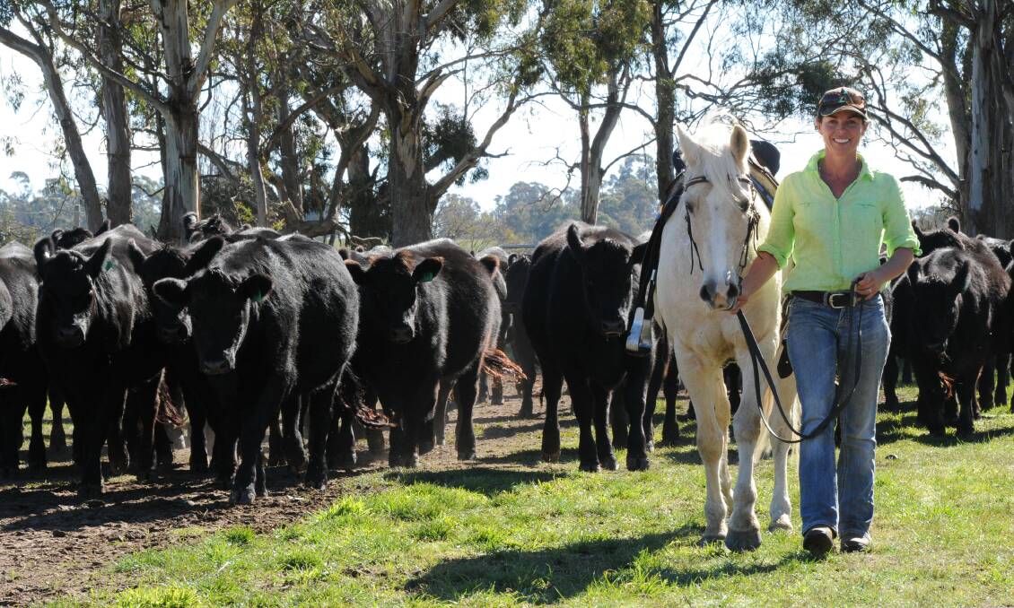 Erica Halliday, “Mingary” Walcha, checking Angus heifers with 'Popcorn' the horse. 