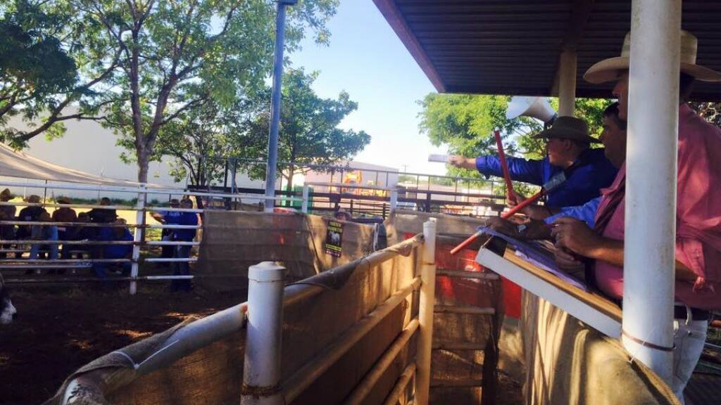 SALE-O: Some of the action from last year's Ponderosa bull sale in Katherine. Picture: supplied.