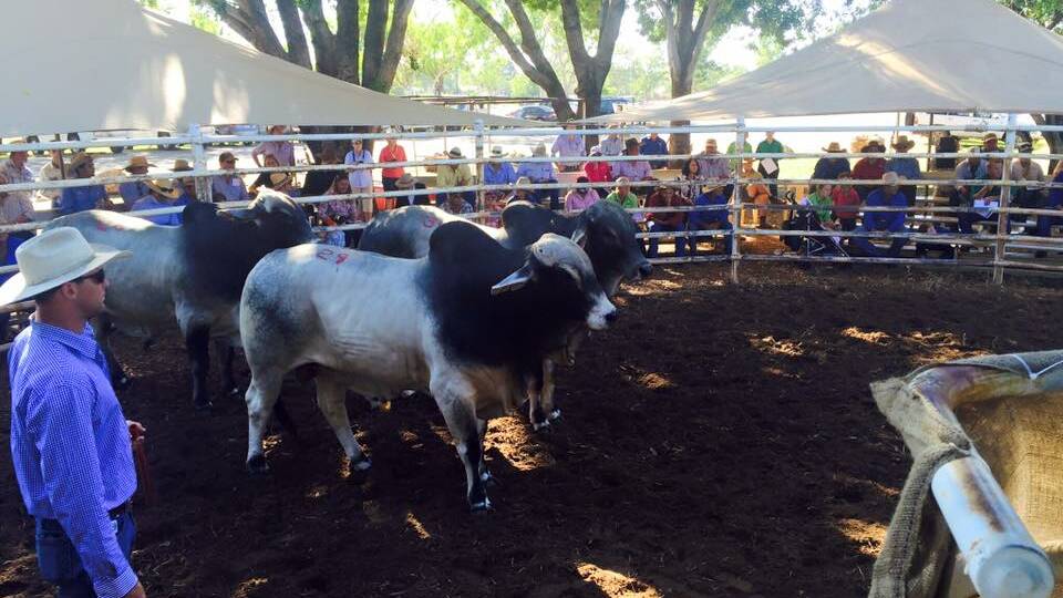 Cattle are king in Katherine over next two days