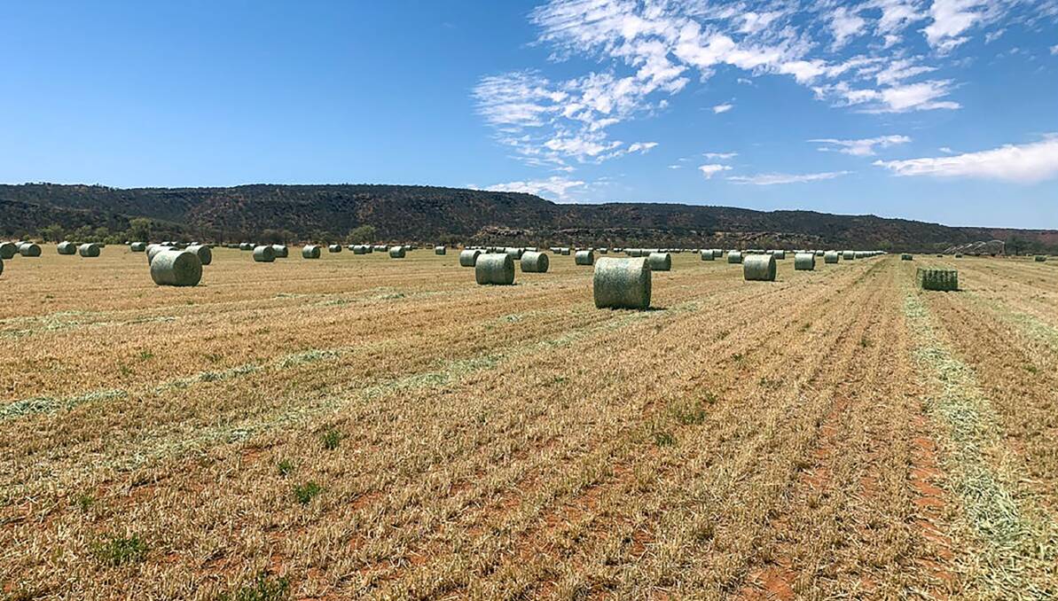 Most unlikely spot to be cutting 10 crops of lucerne hay each year