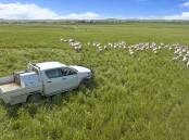 There are very options for farmers who might want to change over to an electric ute. 