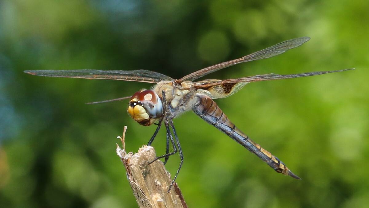 Hundreds of citizen scientists have recorded and photographed more than 1200 dragonflies across the NT. Picture: CDU.