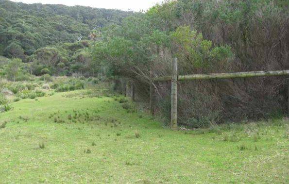 Vegetation response to feral deer exclusion over an 8 year period at the Royal National Park in New South Wales. Picture: DAF.